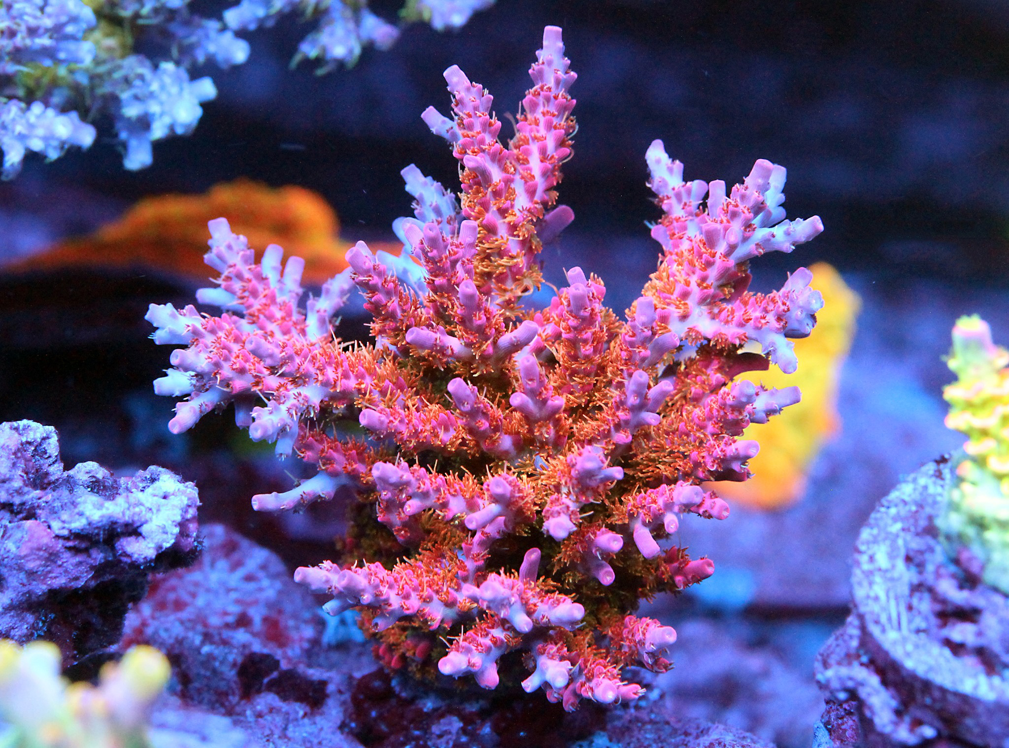 Improving Coral Health: The Benefits of Enhancing Water Quality with Marine Salt