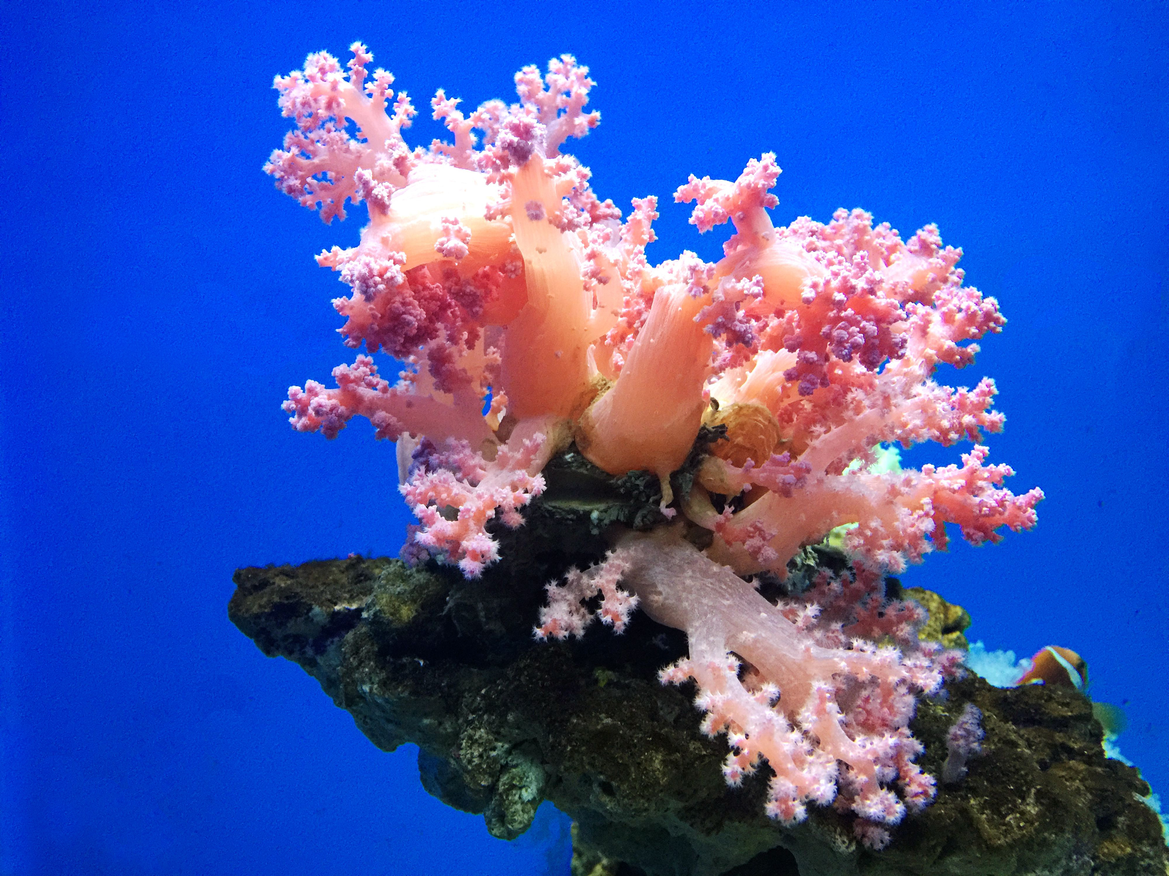 Important Considerations for Feeding Cartilaginous Corals with Aquarium Sea Salt