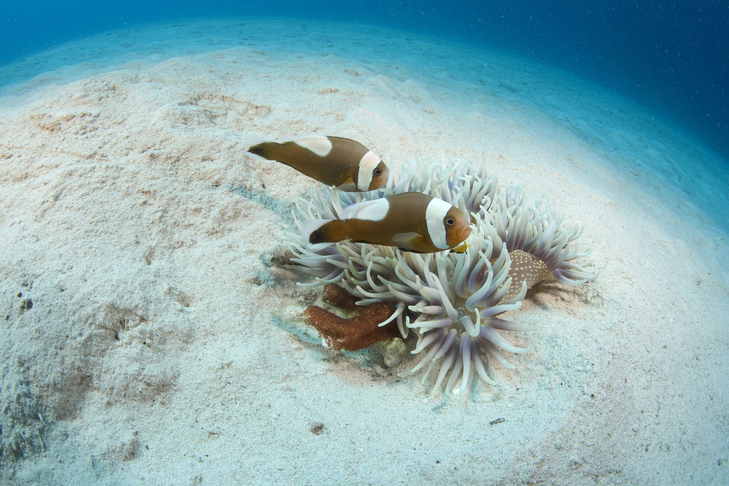 Clown fish, Kerama Islands Blue Treasure Aquarium Calcium Sand