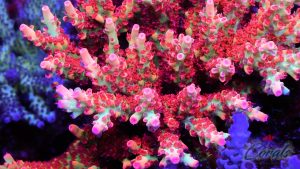 How to choose suitable saltwater fish and plants