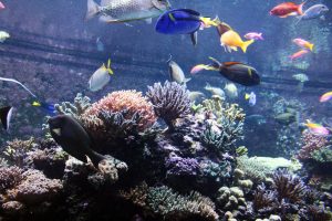 Protecting Your Aquarium Fish and Coral The Power of Marine Salt in Disease Prevention