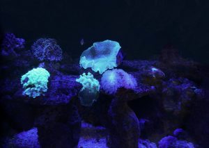 About the acidity and alkalinity (pH) of seawater aquariums
