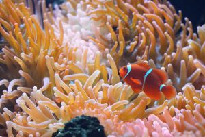 About nitrite in tropical marine fish tanks.
