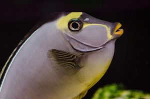About the importance of iron in saltwater aquariums