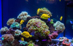 How to reduce phosphate in a saltwater fish tank?